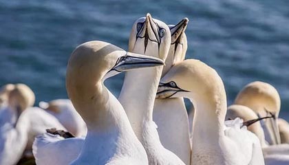 开云kaiyun-西甲精彩逆转，专家从数据角度叙述战术调整成效，西甲球队vll