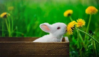 Kaiyun(中国)开云-罗马尼亚队赛制透视：团体赛制下的战略与个人表现，罗马尼亚联赛赛程